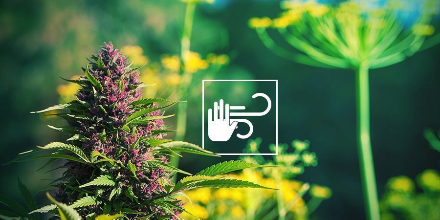 PROTEGEN LAS PLANTAS DE CANNABIS DEL VIENTO Y LAS INCLEMENCIAS DEL TIEMPO