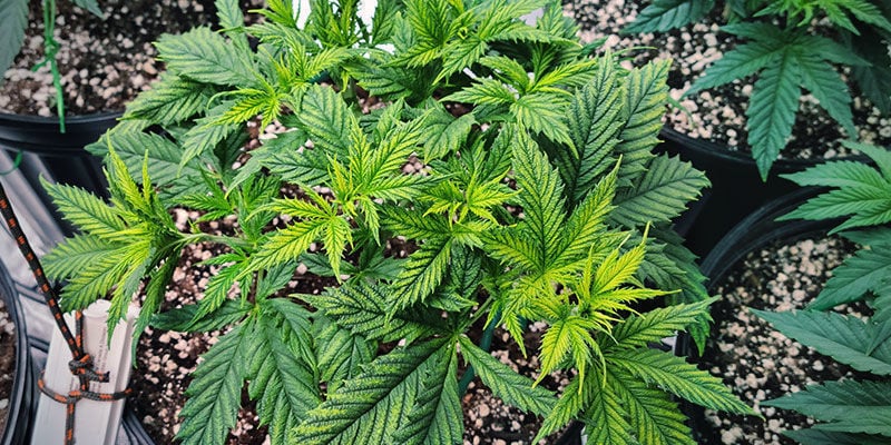 ¿Cómo expresa la planta de marihuana la movilidad de nutrientes?