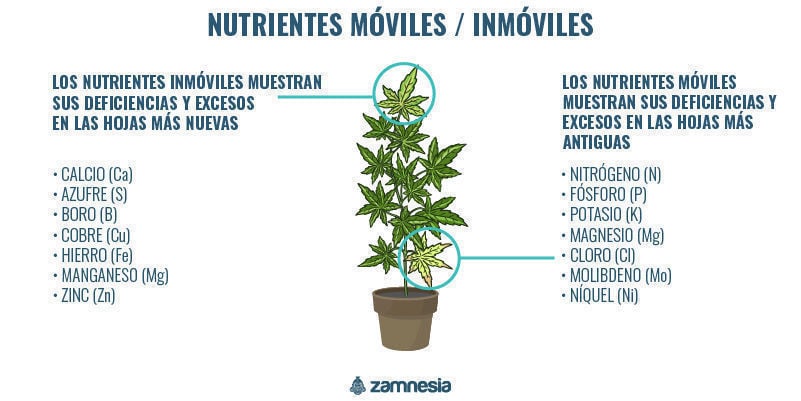 Nutrientes móviles e inmóviles dentro de las plantas