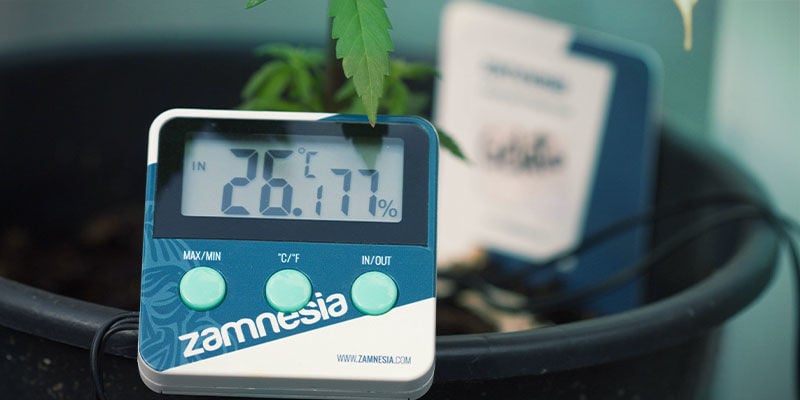 Disponibilidad De Nutrientes Del Cannabis: Temperatura