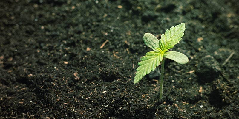 Disponibilidad De Nutrientes Del Cannabis: Composición mineral y orgánica de la tierra