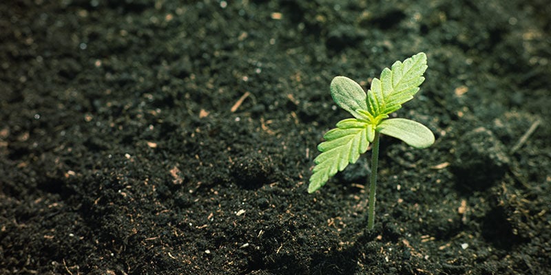 Disponibilidad De Nutrientes Del Cannabis: Composición mineral y orgánica de la tierra