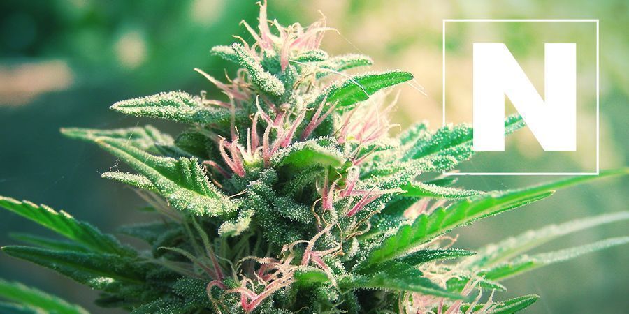 El Nitrógeno Y Las Plantas De Cannabis