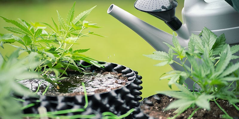 ¿Por qué hacer un lavado de raíces a las plantas de marihuana?