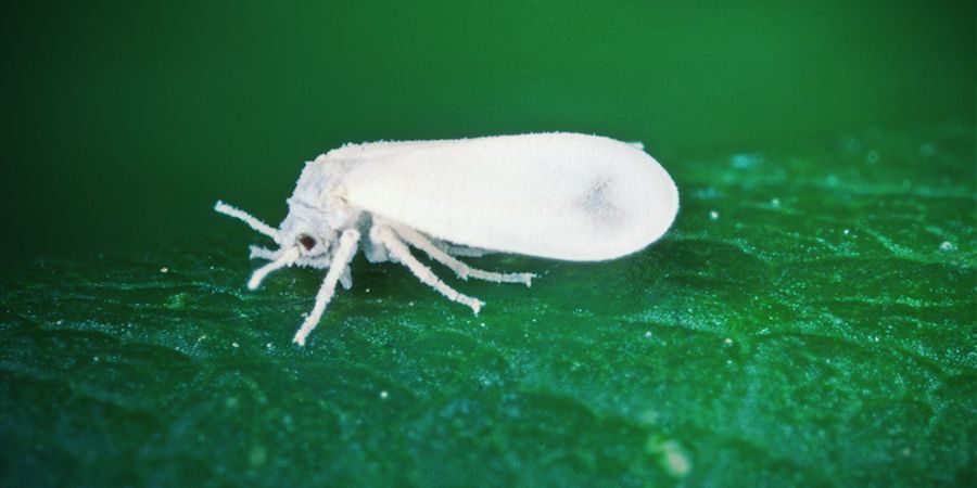 Mosca Blanca