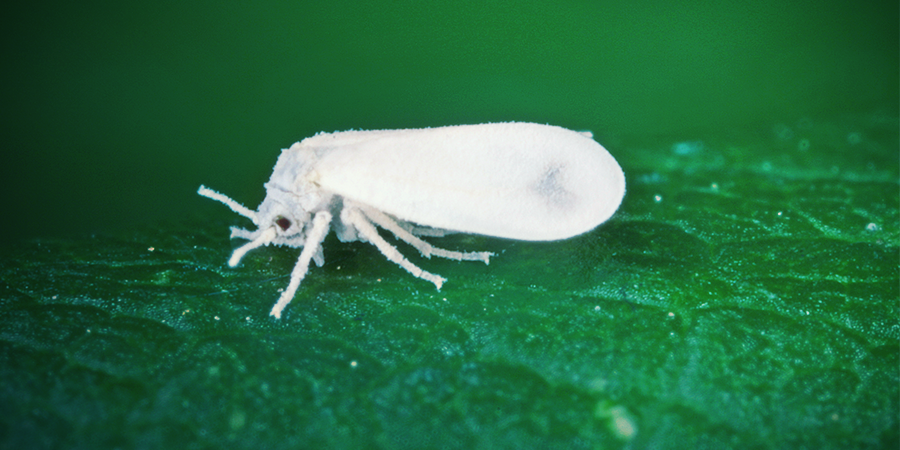 Mosca Blanca Mosca Blanca