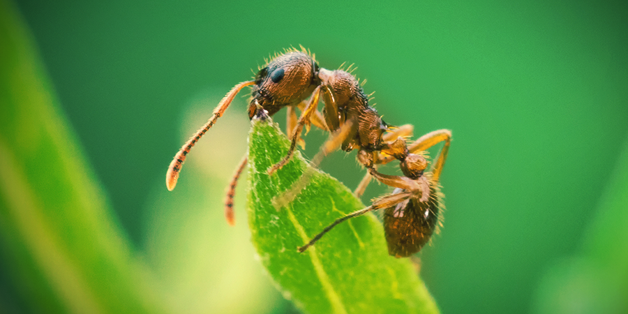 Hormigas Hormigas