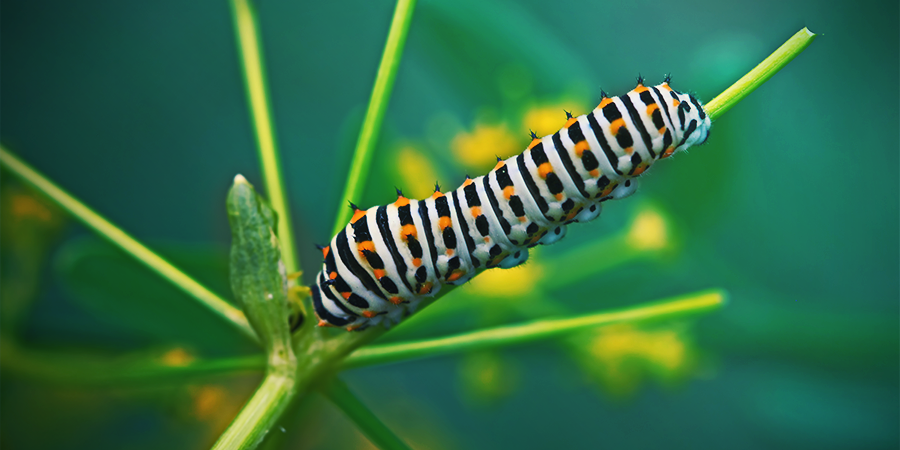 Oruga Oruga