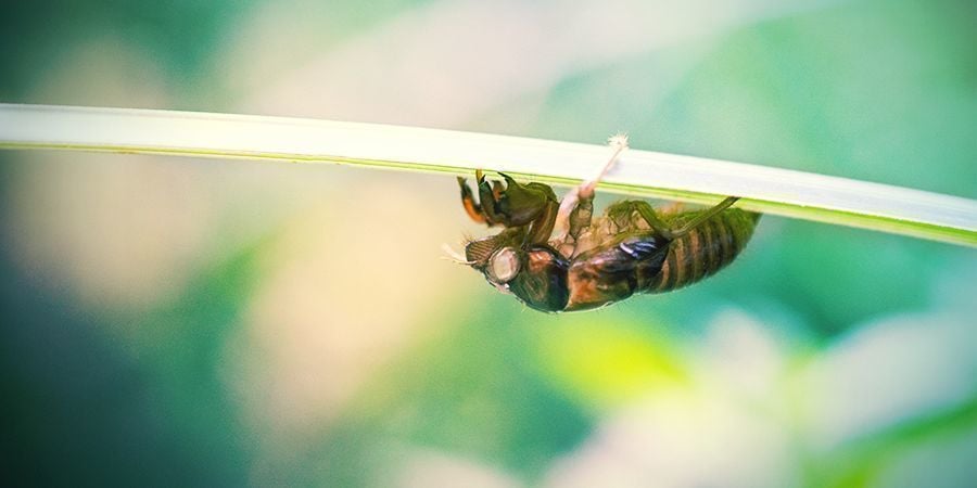 Cigarras (Empoasca Decipiens)