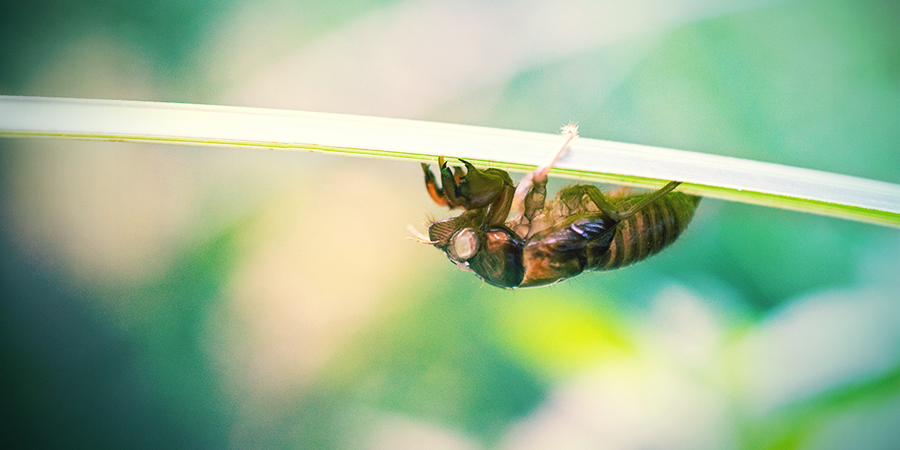 Cigarras (Empoasca Decipiens) Cigarras (Empoasca Decipiens)