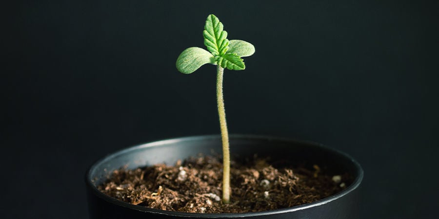 ¿Se puede propagar la pudrición de la raíz a otras plantas?