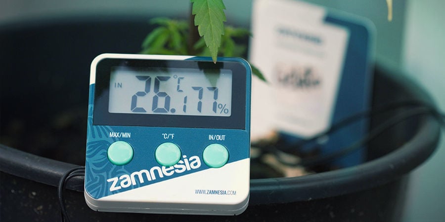 Cómo prevenir la pudrición de la raíz en las plantas de marihuana