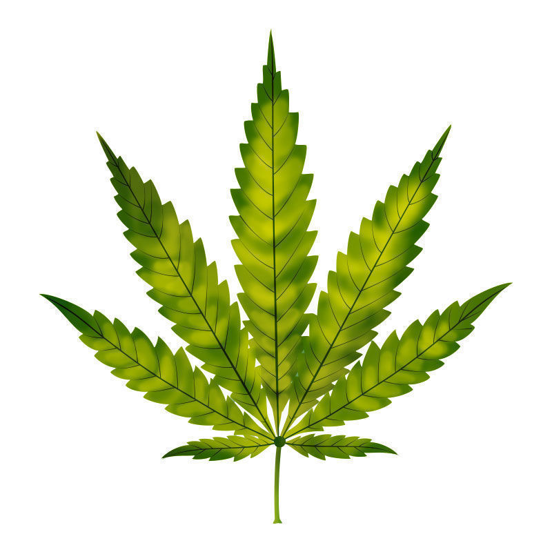 La Deficiencia De Nitrógeno En Plantas De Marihuana: Inicio de la deficiencia de nitrógeno