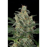 Barney's Farm Cookies Kush Cookies Kush