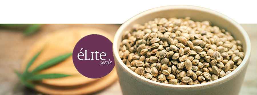éLite Seeds Logo