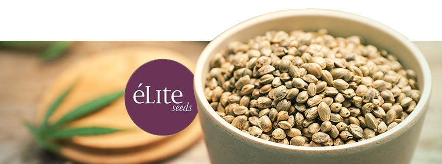 éLite Seeds Logo éLite Seeds Logo