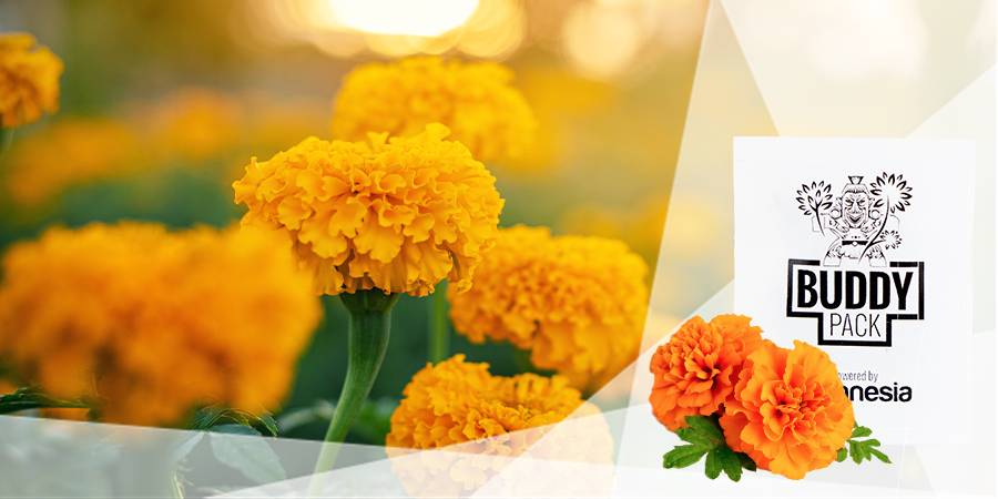 Ocultar Tu Cultivo De Marihuana