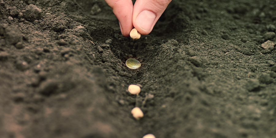 Cómo Incorporar Los Cultivos Asociados A Tu Plantación De Marihuana Cómo Incorporar Los Cultivos Asociados A Tu Plantación De Marihuana