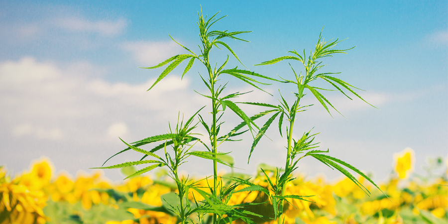 ¿Qué Son Los Cultivos Asociados Para El Cannabis?