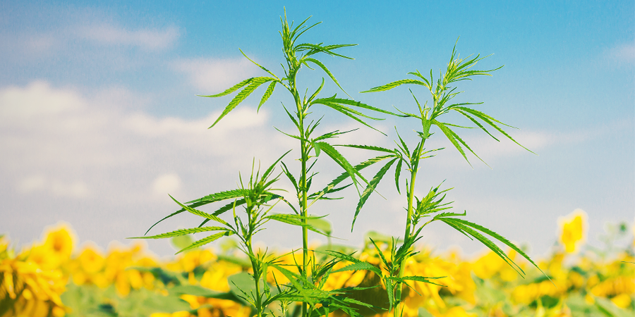 ¿Qué Son Los Cultivos Asociados Para El Cannabis? ¿Qué Son Los Cultivos Asociados Para El Cannabis?