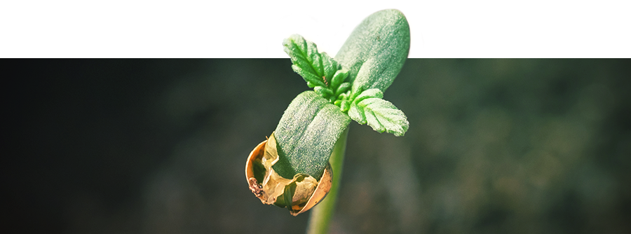Información Sobre La Germinación Del Cannabis  Información Sobre La Germinación Del Cannabis