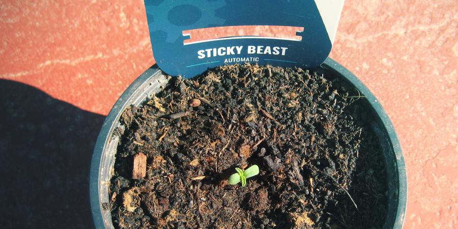 Cómo Germinar Semillas De Marihuana