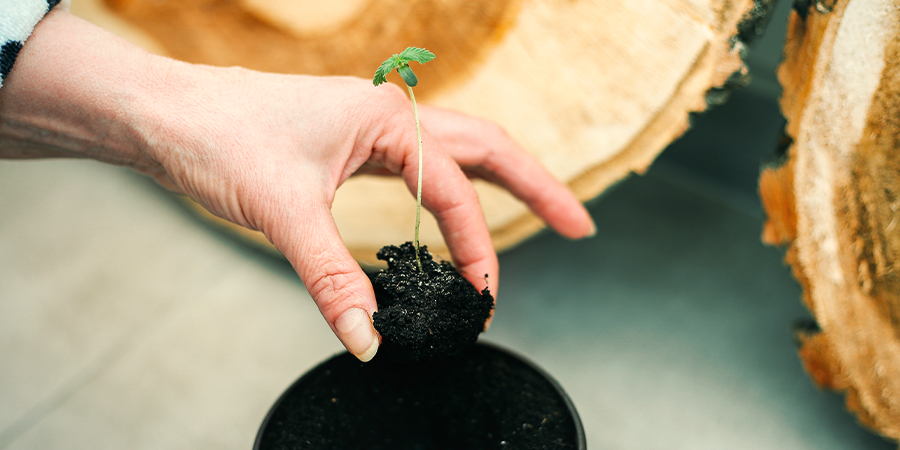 El Trasplante Después De La Germinación El Trasplante Después De La Germinación - CANNABIS