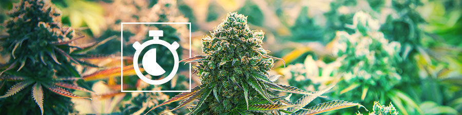 Tiempo de floración