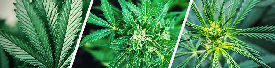 Semillas de marihuana sativa, índica o híbridas