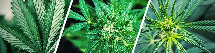 Semillas de marihuana sativa, índica o híbridas