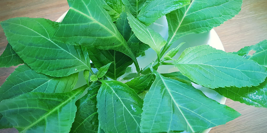 ¿Se Puede Cultivar Salvia Divinorum?