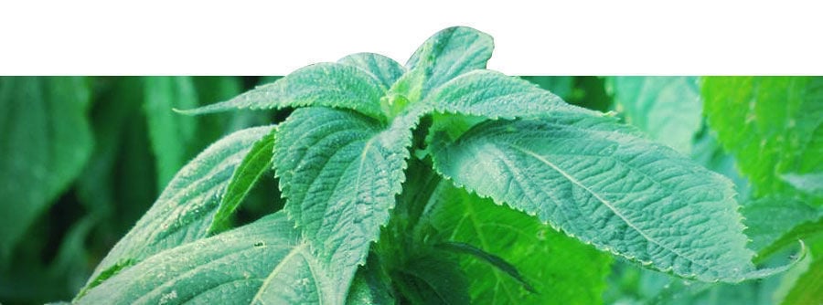 Información Sobre La Salvia Divinorum