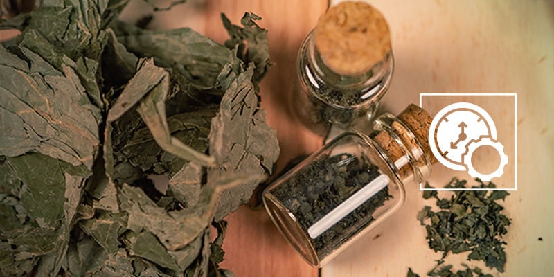 ¿Cuánto tiempo permanece la salvia en el cuerpo?