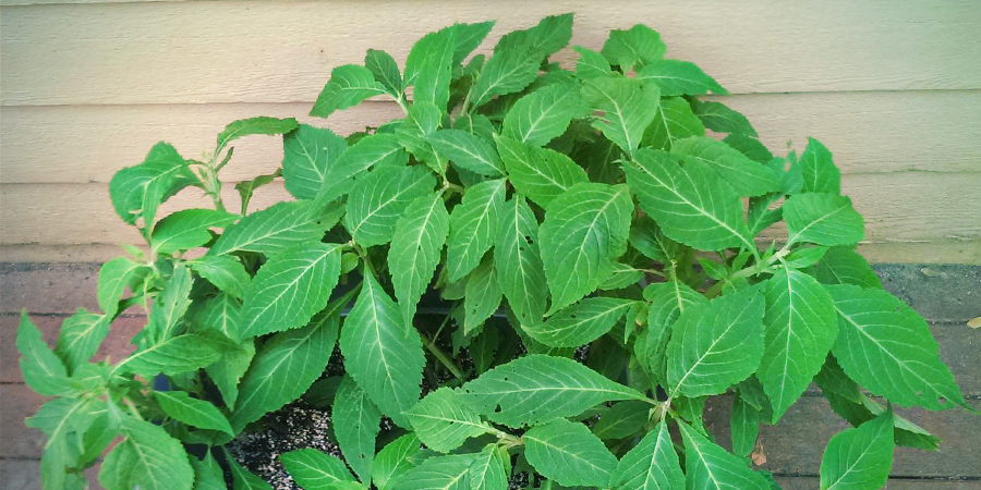 ¿Qué otros nombres recibe la Salvia divinorum?