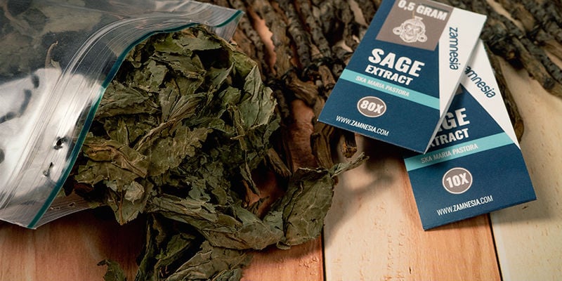 ¿Qué Tipos De Salvia Existen?