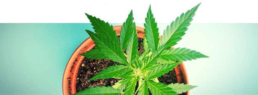 Semillas De Marihuana Autoflorecientes