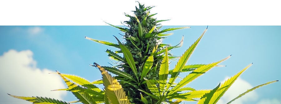 Semillas De Cannabis Feminizadas