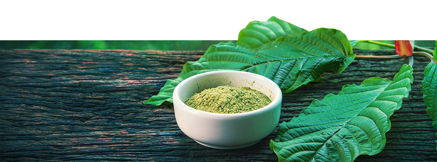 Información Sobre El Kratom Información Sobre El Kratom