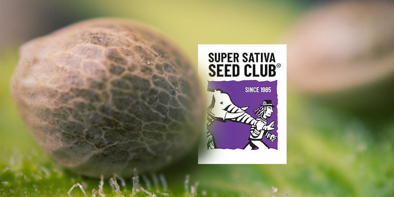 ¿Está El Catálogo De Super Sativa Seed Club Exclusivamente Formado Por Semillas Sativa?
