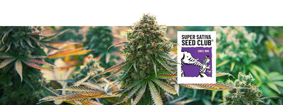 Información Sobre Super Sativa Seed Club