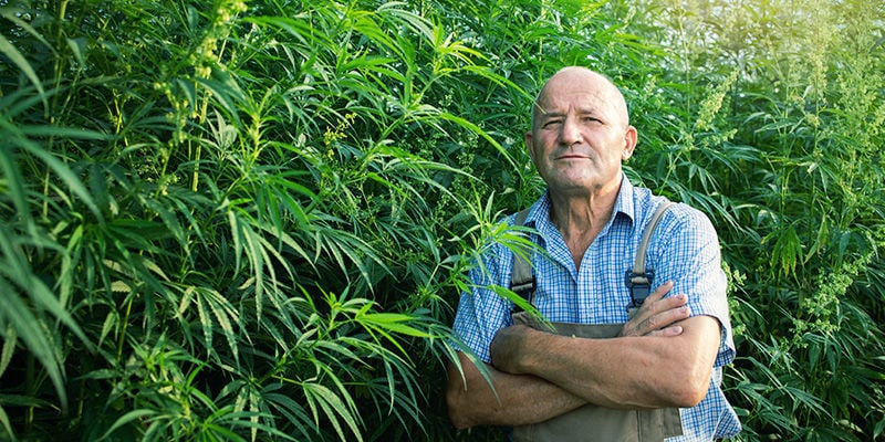 SSSC (Super Sativa Seed Club) En La Actualidad