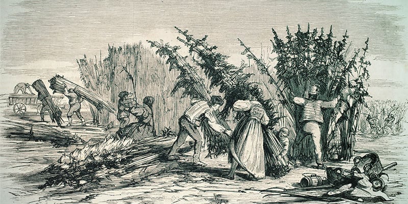 Orígenes De SSSC (Super Sativa Seed Club)