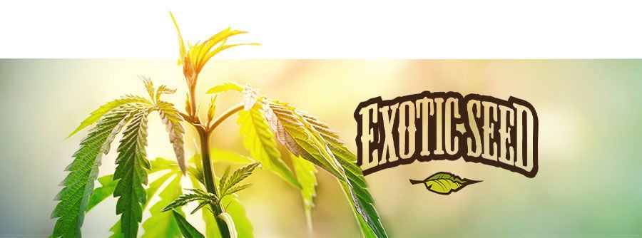 Exotic Seed - Semillas De Marihuana Exotic Seed - Semillas De Marihuana