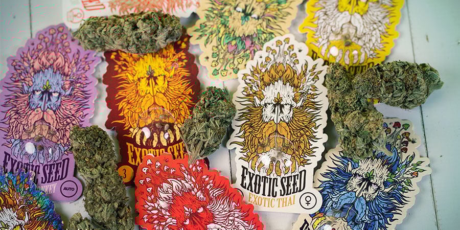 ¿Cómo Envasa Sus Semillas Exotic Seed? envasa semillas Exotic Seed