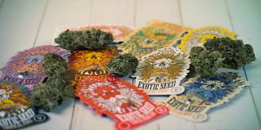 ¿Quiénes Son Exotic Seed? ¿Quiénes son Exotic Seed?