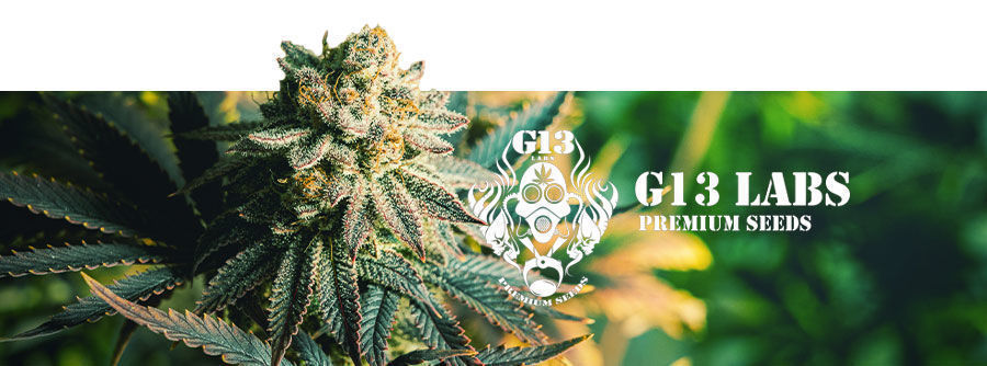 G13 Labs - Semillas De Marihuana G13 Labs - semillas de marihuana