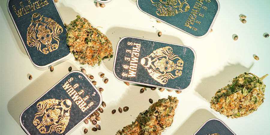 ¿Por Qué Comprar Productos G13 Labs? ¿Por Qué Comprar Productos G13 Labs?