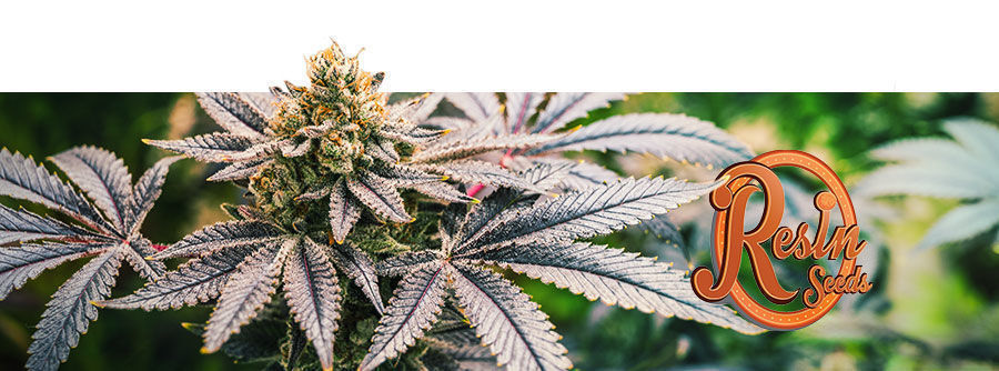Resin Seeds Resin Seeds - semillas de marihuana