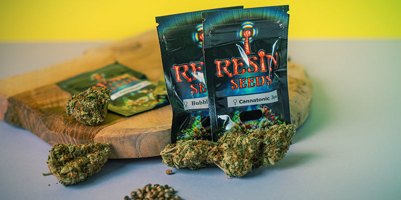 Resin Seeds: Solo Semillas De Marihuana Feminizada Resin Seeds: Semillas De Marihuana Feminizada