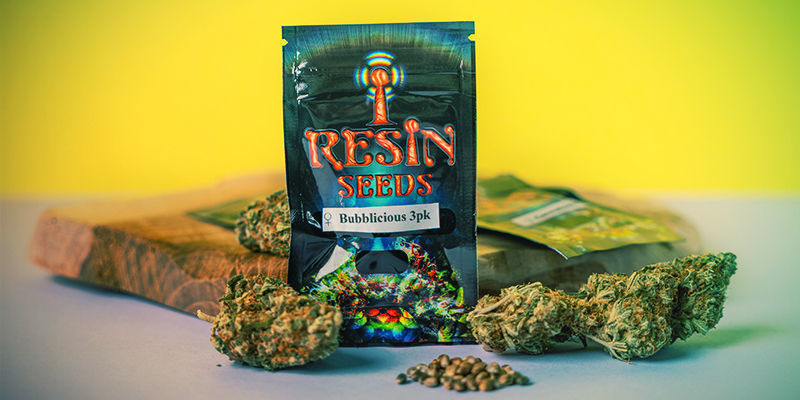¿Qué Hace Tan Especiales Las Semillas De Resin Seeds? Especiales Las Semillas De Resin Seeds